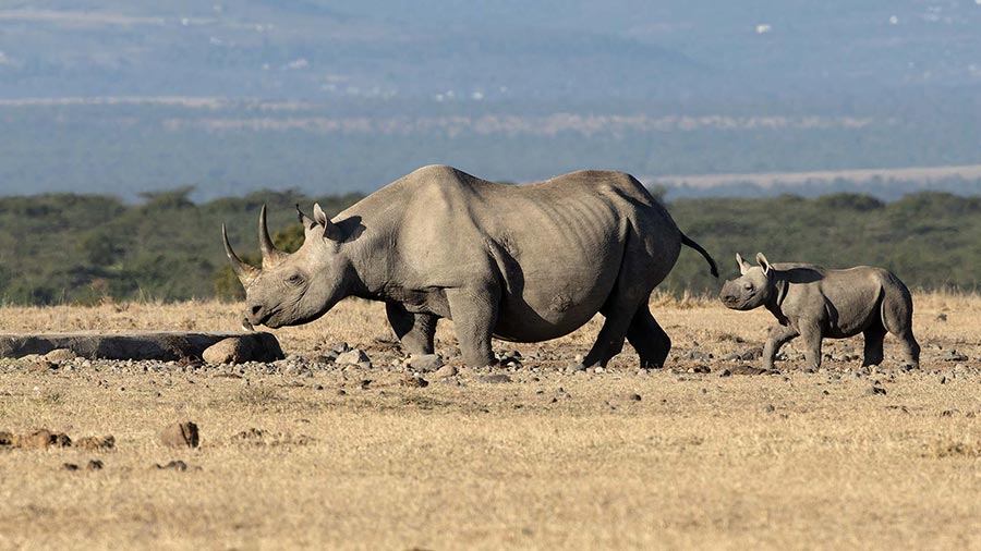 Black Rhino and Calf