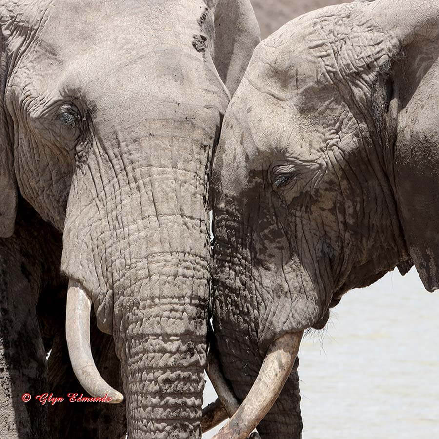 Bull Elephant Friends