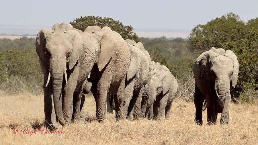 Elephants Approaching