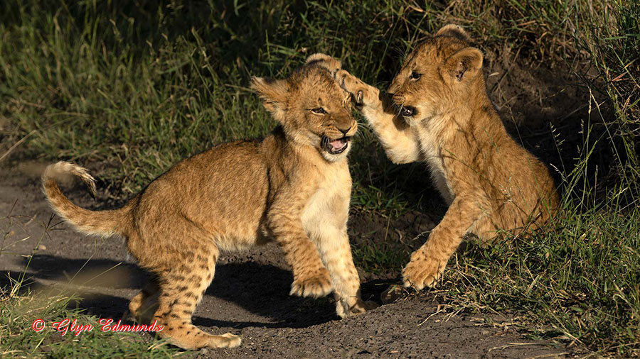 Lion Cubs Playing