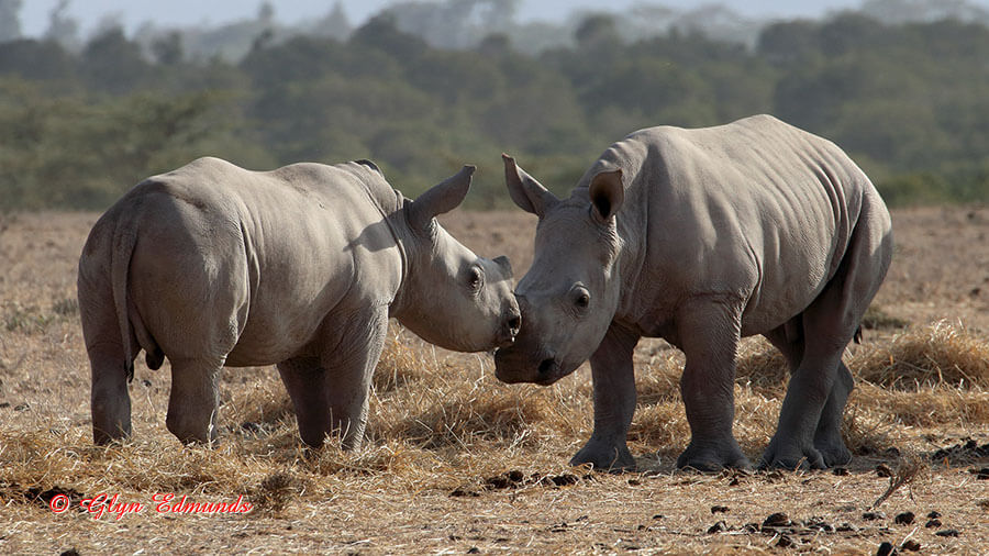 White Rhino Calves Playing