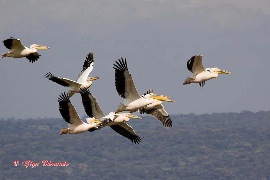 Great White Pelicans Flying