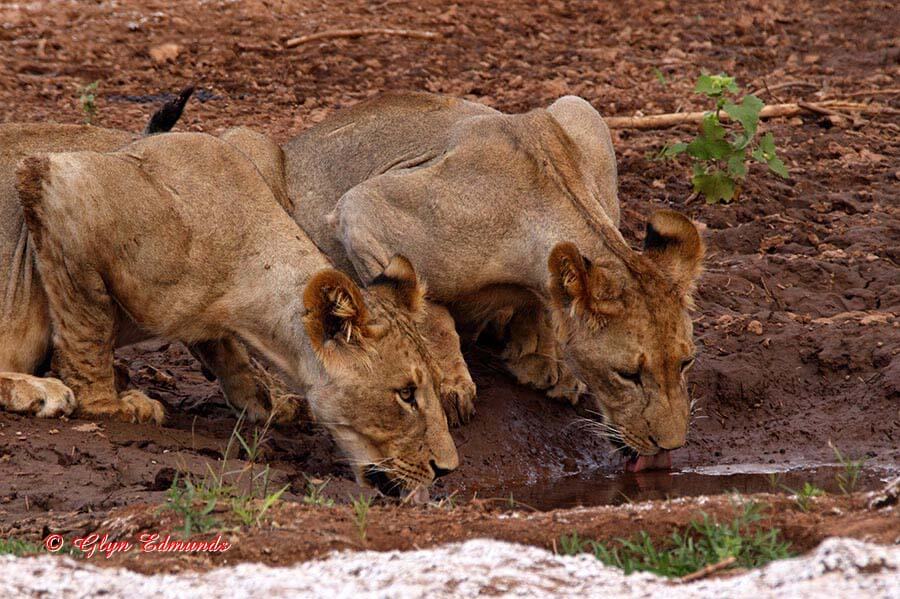 Lionesses Drinking