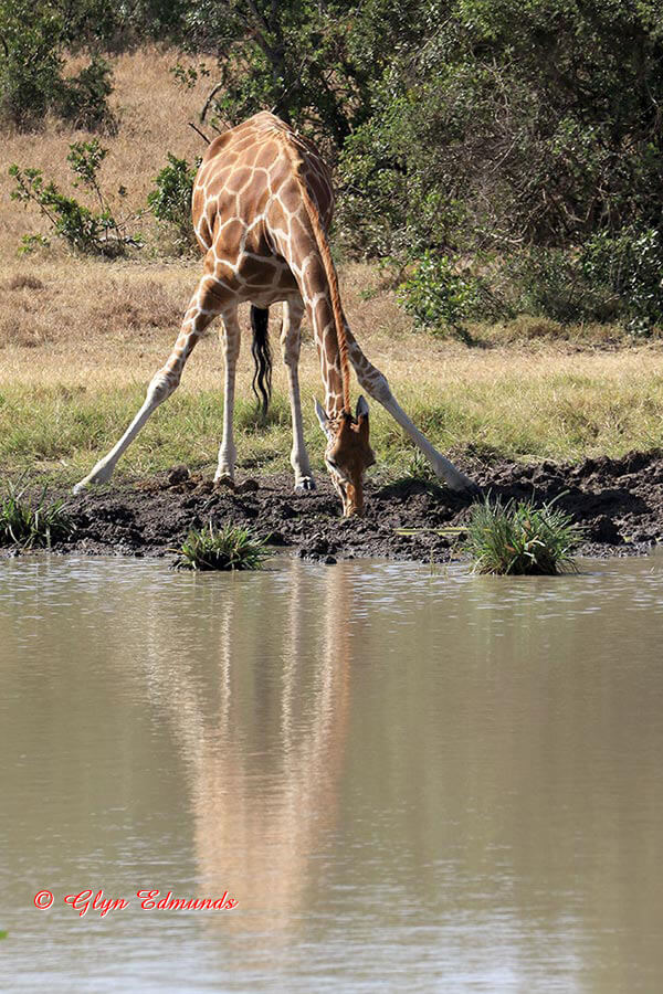 Reticulated Giraffe Drinking