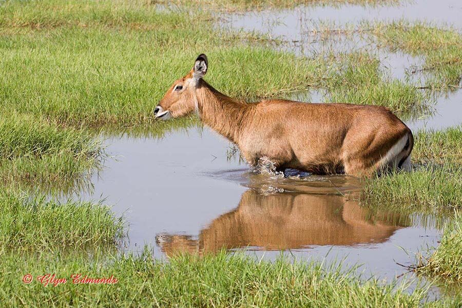 Waterbuck in the Marsh
